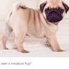 thomaspug284
